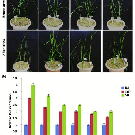 Drought Stress Analysis Of T Transgenic Rice Overexpressing Pdh