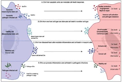 Context Dependent Roles Of Evs In Mediating Cell Death And Download Scientific Diagram