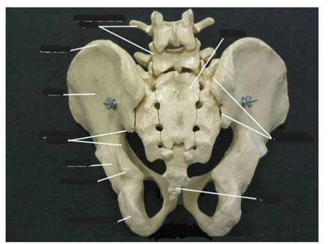 Pelvic Bone Anatomy Diagram | Quizlet