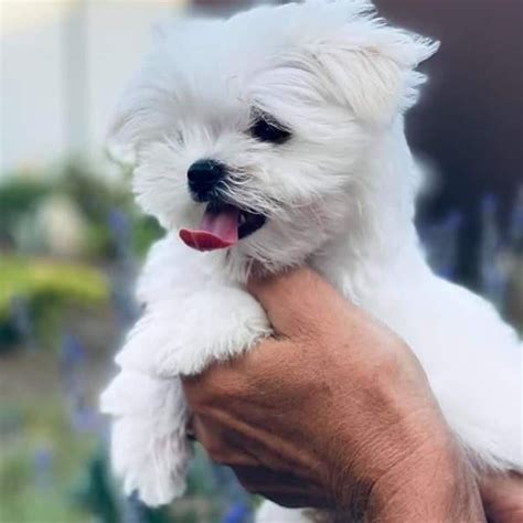 Maltese Puppies For Sale In Californiamaltese Near Me