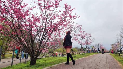 美炸！新店陽光公園櫻花盛開 民眾搶拍 生活 自由時報電子報