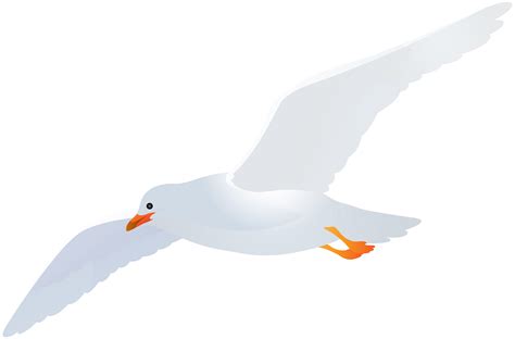 Seagull clipart free transparent background pictures on Cliparts Pub ...