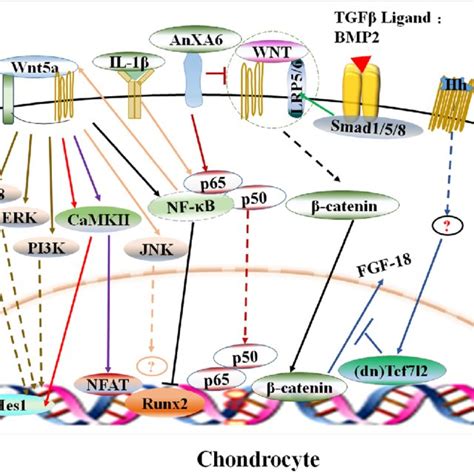 Interaction Within TGF B BMP Canonical And Non Canonical Signaling