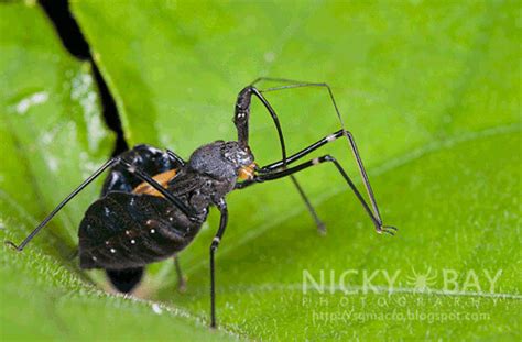 Assassin Bug Sycanus Sp Dsc1331 Animation Nicky Bay Flickr