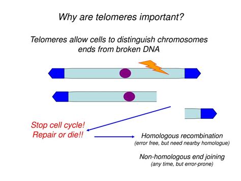 Ppt Telomeres What Are They Why Are They Important Telomere