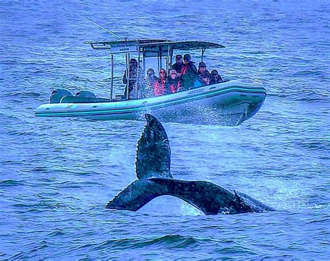 Whale Watching - Terrigal Ocean Tours Reservations