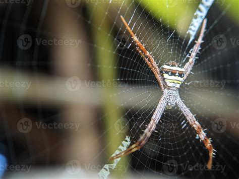 Spider Hanging Stock Photos, Images and Backgrounds for Free Download