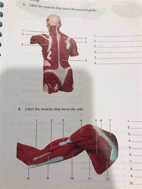 Solved Labeling Label The Muscles Chegg