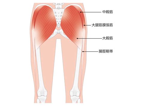 【コラム】お尻の筋肉を鍛えるメリット Kayos Fitness