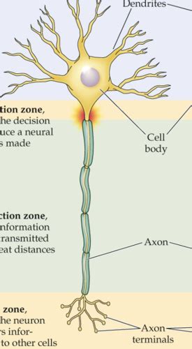 Neural Anatomy Flashcards | Quizlet 