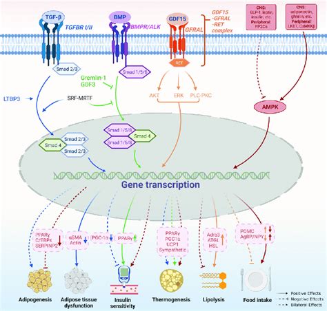 GLP 1 Signaling Pathway In Obesity Pathogenesis The Anti Obesity