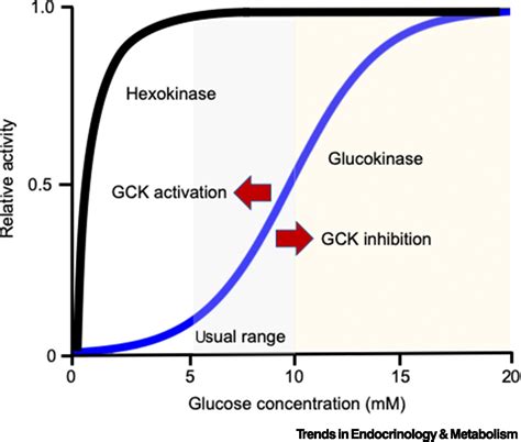 Glucokinase Activity In Diabetes Too Much Of A Good Thing Trends In