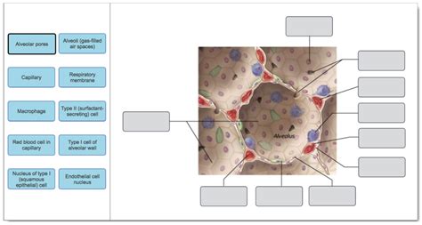 Respiratory Membrane Diagram Quizlet