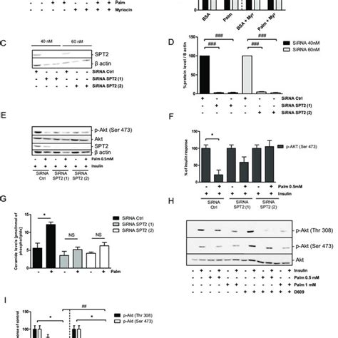 Involvement Of De Novo Synthesis Pathways On Palmitate Induced Insulin