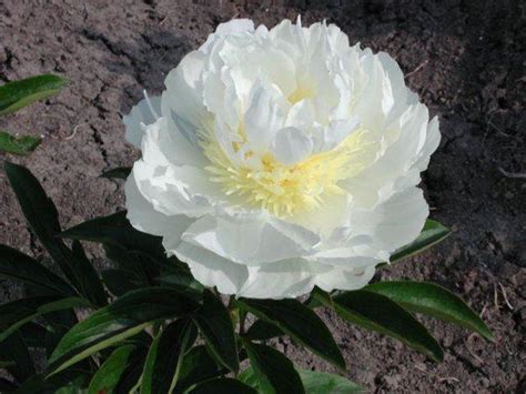 Пион Айвори Виктори (Paeonia Ivory Victory). Махровый. Цветок крупный ...