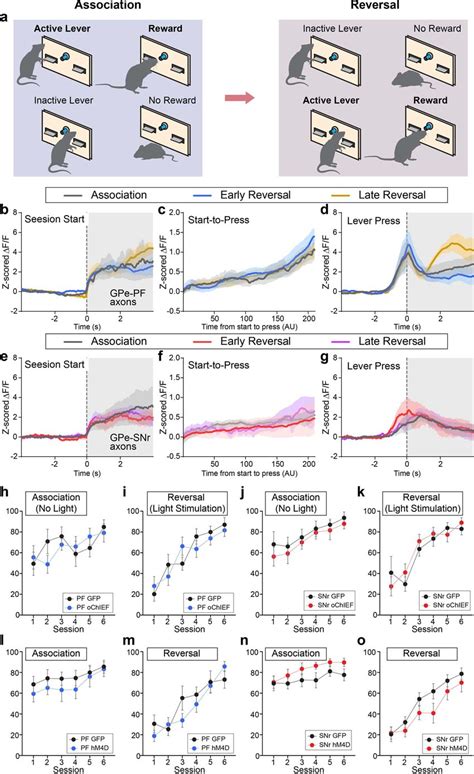 Role Of Pvgpe Snr And Pvgpe Pf In Reversal Learning Test For