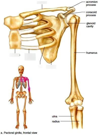 Label Pectoral Girdle Diagram Quizlet