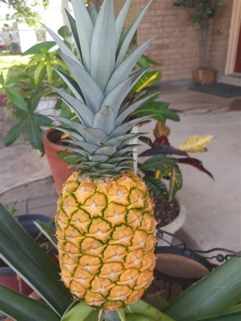 Harvest time : r/pineapple