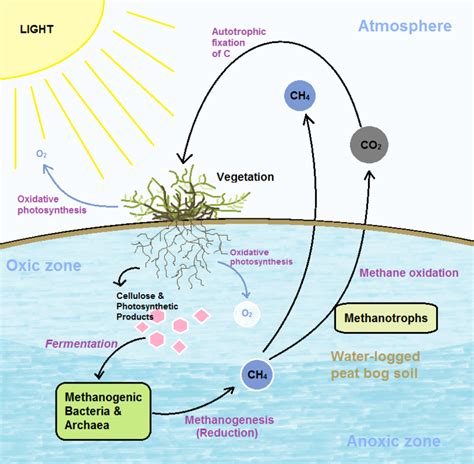 Peat Bogs - microbewiki