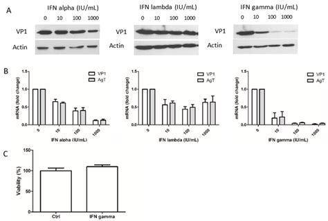 Effects Of The Three Types Of Interferons Ifn On Bkpyv Download