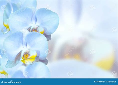 Romantic Blue Orchids Flowers Stock Image - Image: 35044781