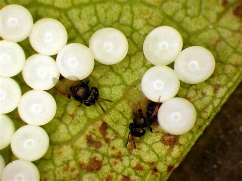 Biological Control Of Brown Marmorated Stink Bug