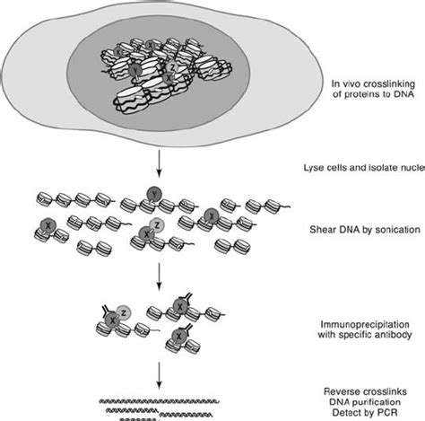 Chromatin Immunoprecipitation Download Scientific Diagram