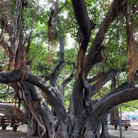 Lahaina Banyan Court Park - Park in Lahaina