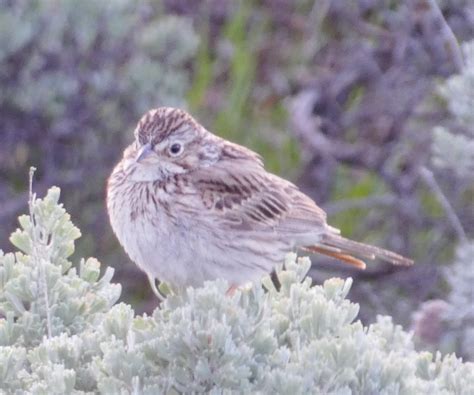 Vesper Sparrow Pooecetes Gramineus Grand County Colorado Flickr