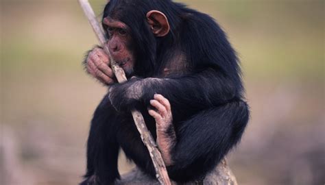 Chimpanzee Adaptation | Sciencing