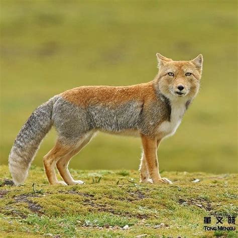 A Fox Standing On Top Of A Grass Covered Field