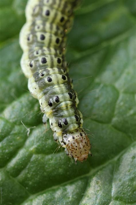 "The Mint Moth Caterpillar" by Stocksy Contributor "Marcel" - Stocksy