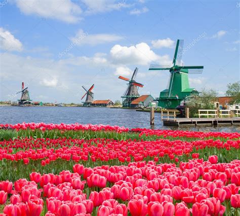 Dutch Windmill Tulips