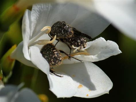 картинки : фотография, лепесток, летать, Дикая природа, ботаника, Рыжих ...