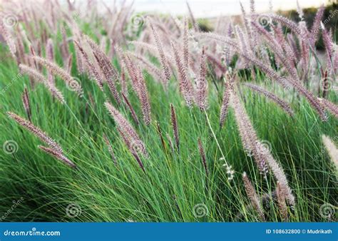 Miscanthus Flowers Field Stock Photo Image Of Leaves 108632800