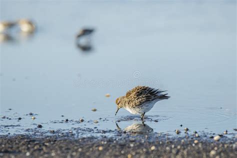 Foraging Western Sandpiper Adult in Breeding Plumage Stock Image - Image of mauri, wild: 248897509