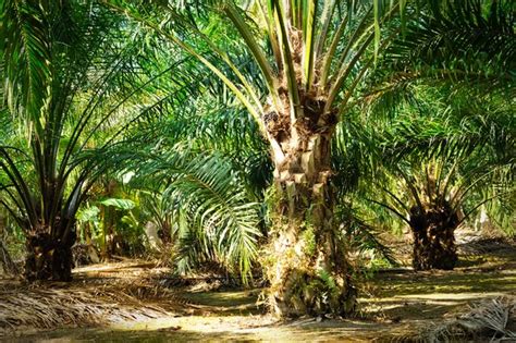 Oil Palm Plantation — Stock Photo © tristantan71 #46521631