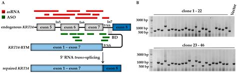 Ijms Free Full Text Rna Trans Splicing Modulation Via Antisense