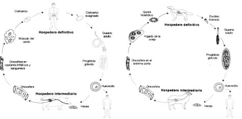 Ciclo De Vida De C Stodos Del Orden Ciclophyllidea A Ciclo Vital De