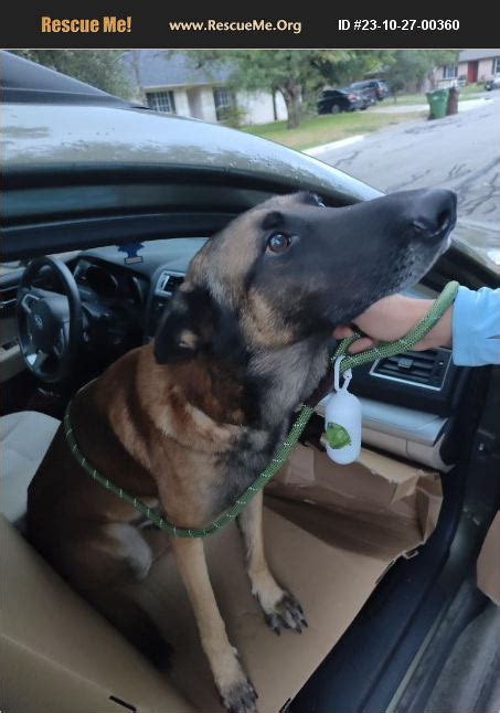 Adopt Belgian Malinois Rescue Austin Tx