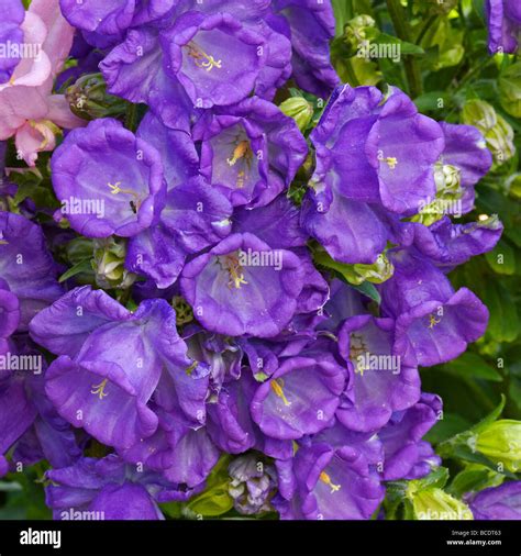 Close Up Of Canterbury Bells Flowers Growing In A Garden Scientific