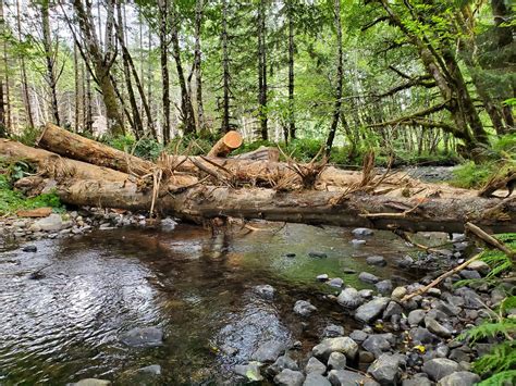 A New Dawn For Forestry In Oregon