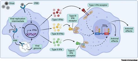 Differential Roles Of Interferons In Innate Responses To Mucosal Viral