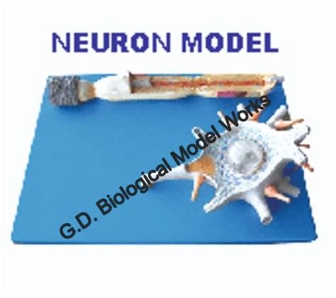 Nerve Ending Synapses Model Neuron Model Spinal Cord With Nerve