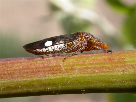 glassy-winged sharpshooter (Homalodisca vitripennis) - Entomology Today