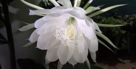 Flor Dama Da Noite Epiphyllum Oxypetalum Como Plantar Significado E