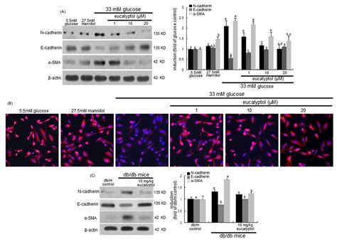 Western Blot Analysis A And C And Immunocytochemial Staining B Download Scientific Diagram