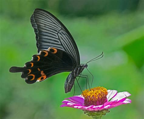 Spangle Macro Close Up Critiques Nature Photographers Network