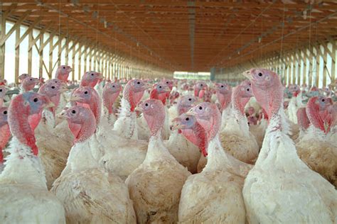 Turkey Farm Stock Photos, Pictures & Royalty-Free Images - iStock