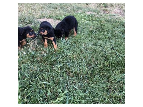 German Shepherd Rottweiler Mix Puppies Temecula - Puppies for Sale Near Me